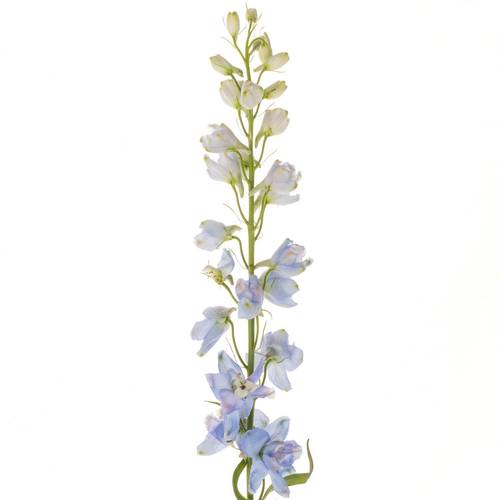 Delphinium blau/milka Guardian Lavender 110cm