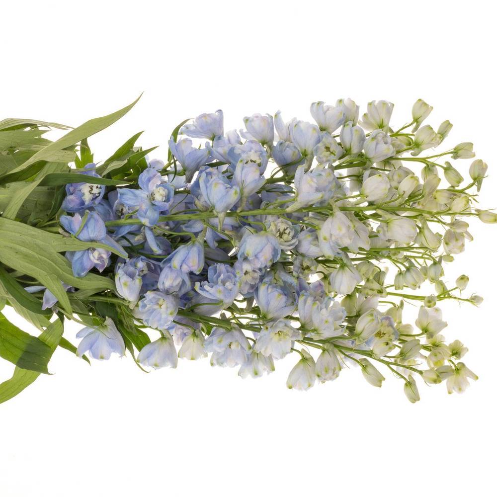 Delphinium blau/milka Guardian Lavender 110cm