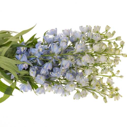 Delphinium blau/milka Guardian Lavender 110cm