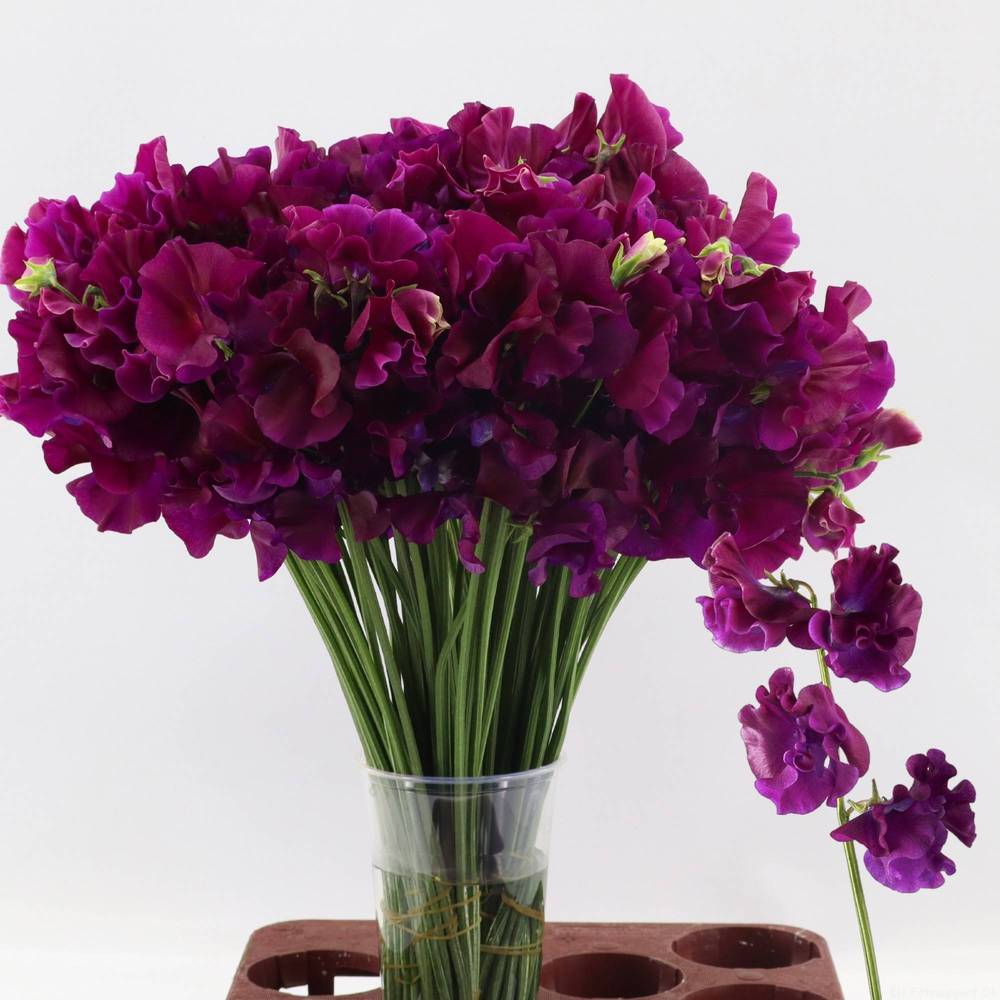 Wicken dunkel lila Bordeaux 40cm