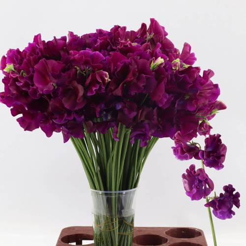 Wicken dunkel lila Bordeaux 40cm