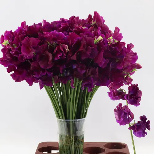 Wicken dunkel lila Bordeaux 40cm
