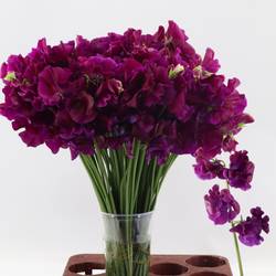 Wicken dunkel lila Bordeaux 40cm