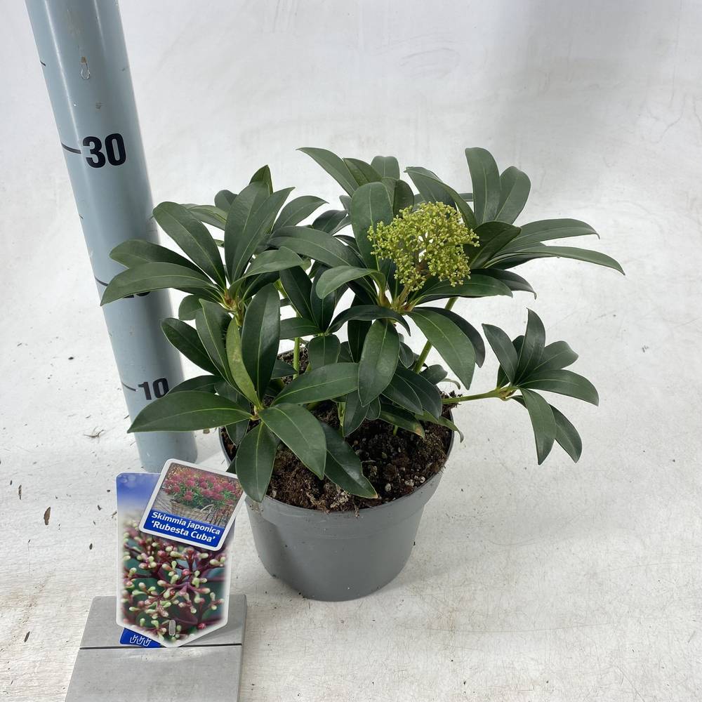 Skimmia Jap. Rubesta Cuba T17 H020