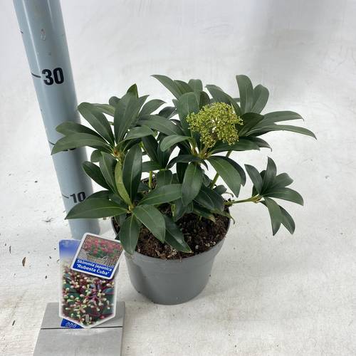 Skimmia Jap. Rubesta Cuba T17 H020