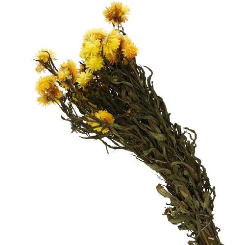 Trocken Helichrysum gelb L60cm
