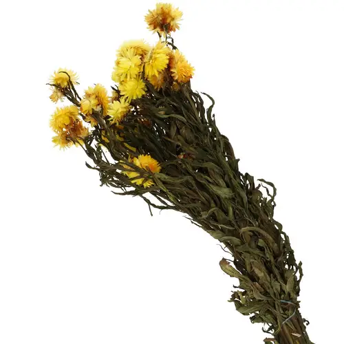 Trocken Helichrysum gelb L60cm