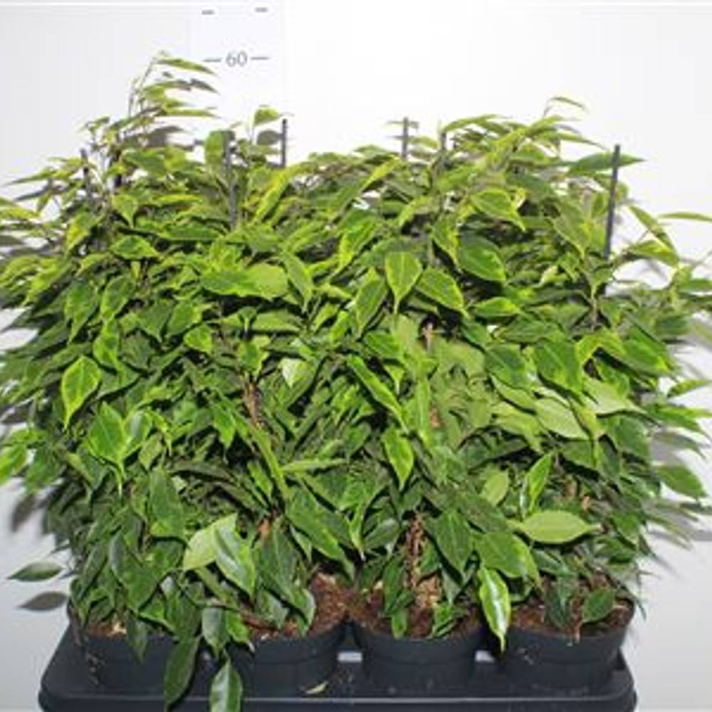 Ficus Anastasia Schnapch. Von Uhr T14 H060