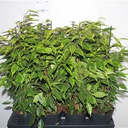 Ficus Anastasia Schnapch. Von Uhr T14 H060