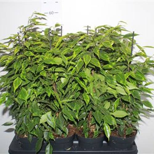 Ficus Anastasia Schnapch. Von Uhr T14 H060
