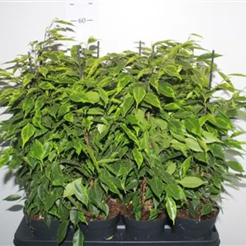 Ficus Anastasia Schnapch. Von Uhr T14 H060