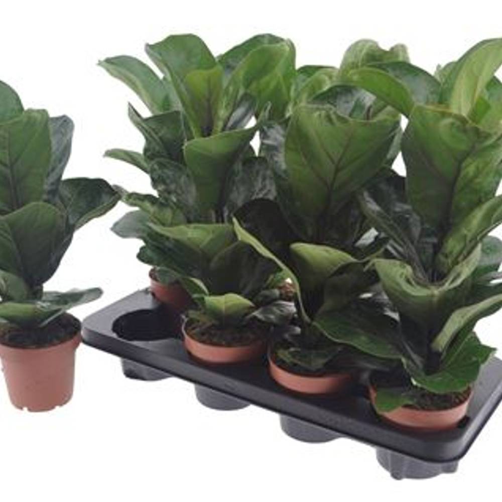 Ficus Lyrata Schnapch. Von Uhr T12 H050