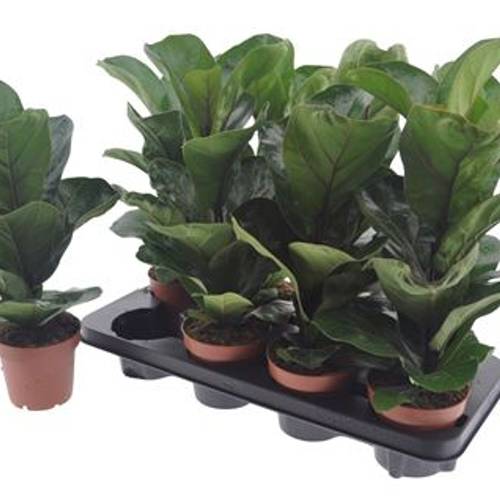 Ficus Lyrata Schnapch. Von Uhr T12 H050