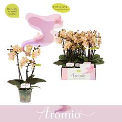 Phal.3R Aromio Mineral Düftend T07 H025