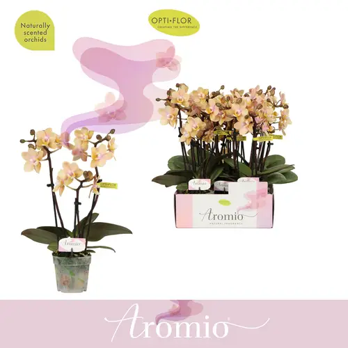 Phal.3R Aromio Mineral Düftend T07 H025