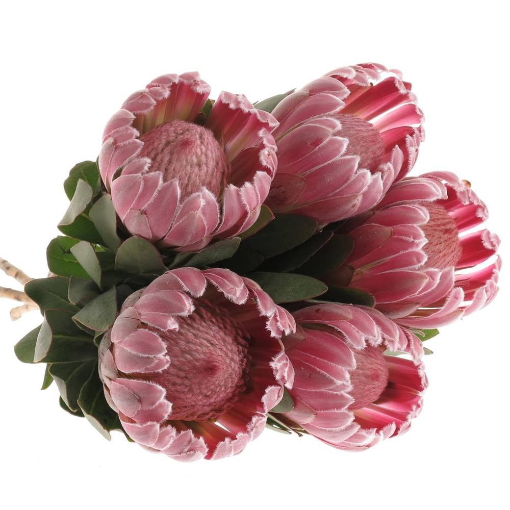 Protea rosa Carnival 60cm