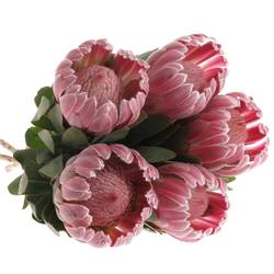 Protea rosa Carnival 60cm