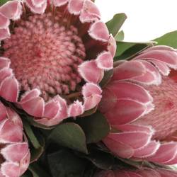 Protea rosa Carnival 60cm
