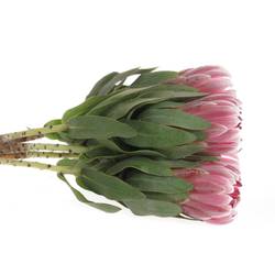 Protea rosa Carnival 60cm