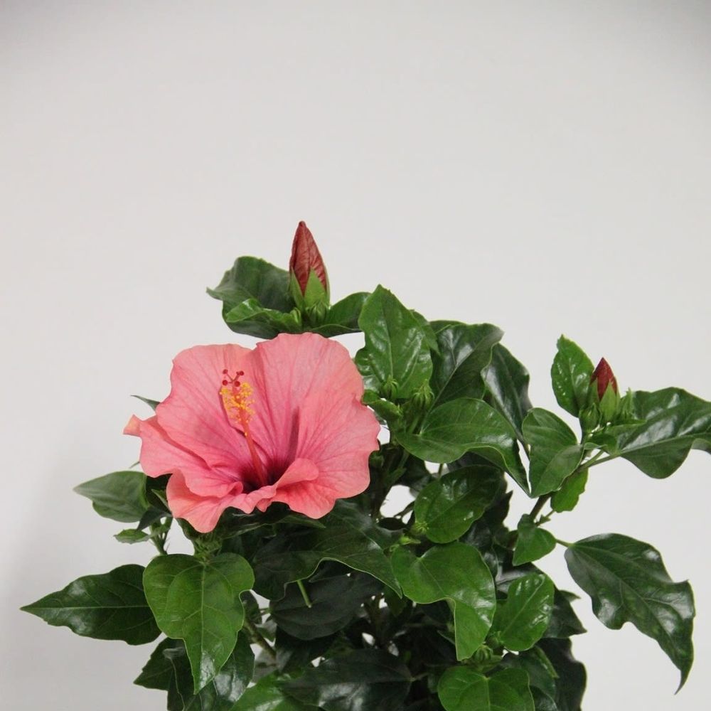 Hibiskus rosa T13 H035