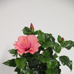 Hibiskus rosa T13 H035