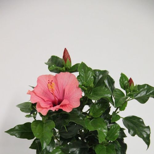 Hibiskus rosa T13 H035