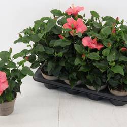 Hibiskus rosa T13 H035
