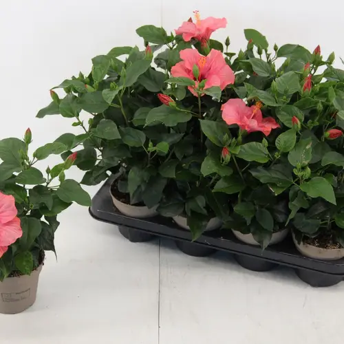 Hibiskus rosa T13 H035