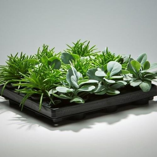 Senecio mix Mini T6 H8