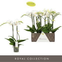 Phal.2-R weiss Maistro Mozart T12 H050