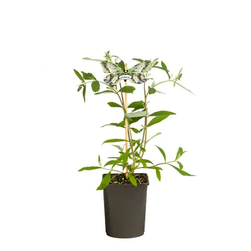 Buddleja Dav. weiss White Profusion T11 H040