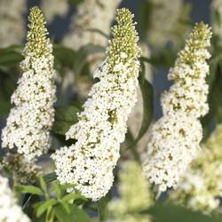 Buddleja Dav. weiss White Profusion T11 H040