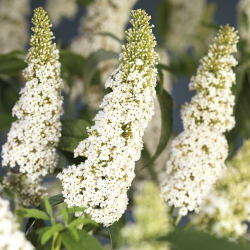 Buddleja Dav. weiss White Profusion T11 H040