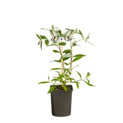 Buddleja Dav. weiss White Profusion T11 H040