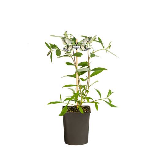 Buddleja Dav. weiss White Profusion T11 H040