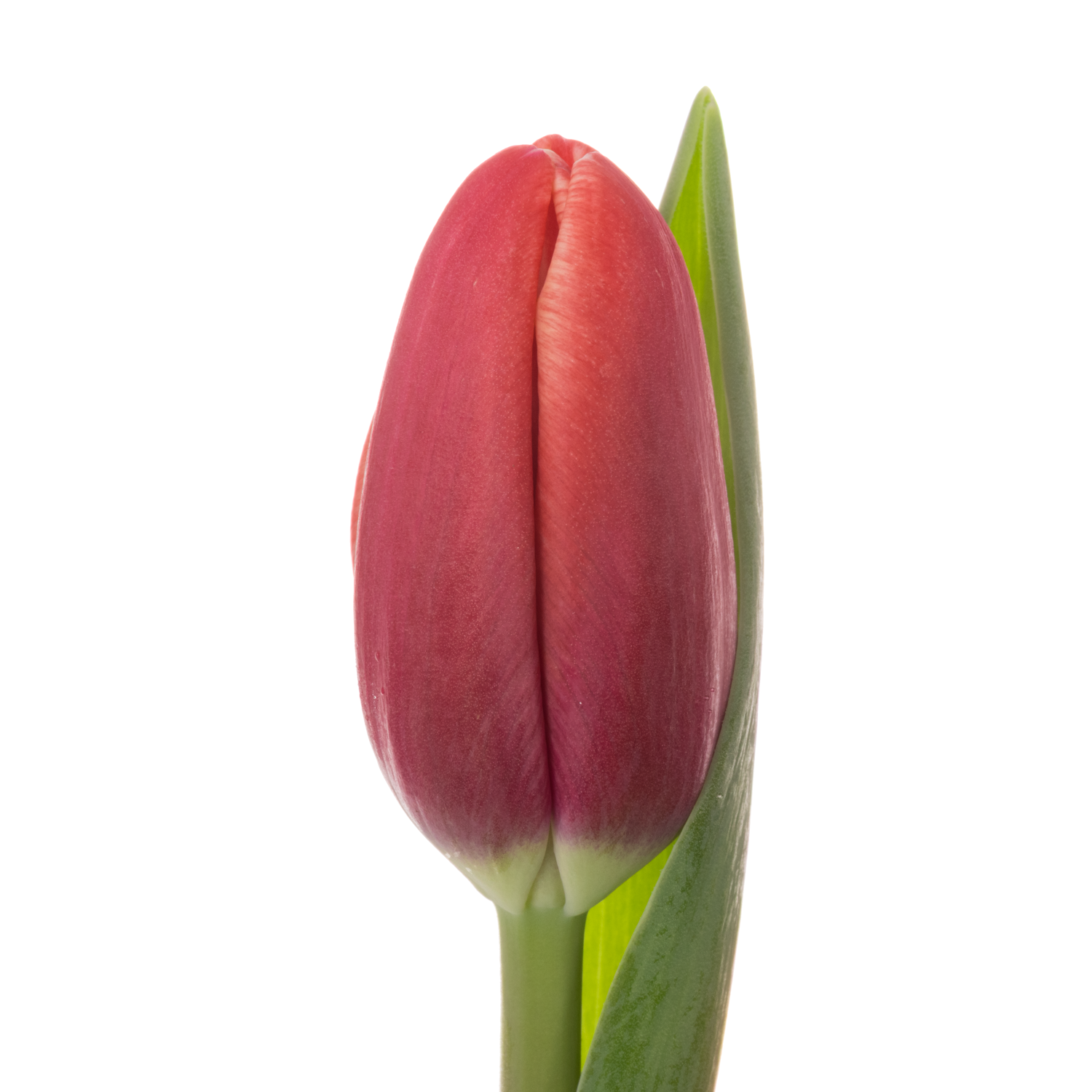 Tulpe rot/creme Kung Fu 36 Gramm