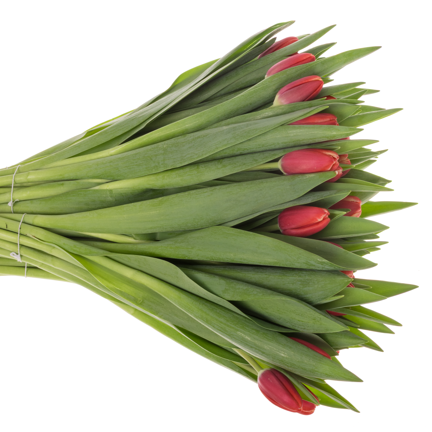 Tulpe rot/creme Kung Fu 36 Gramm