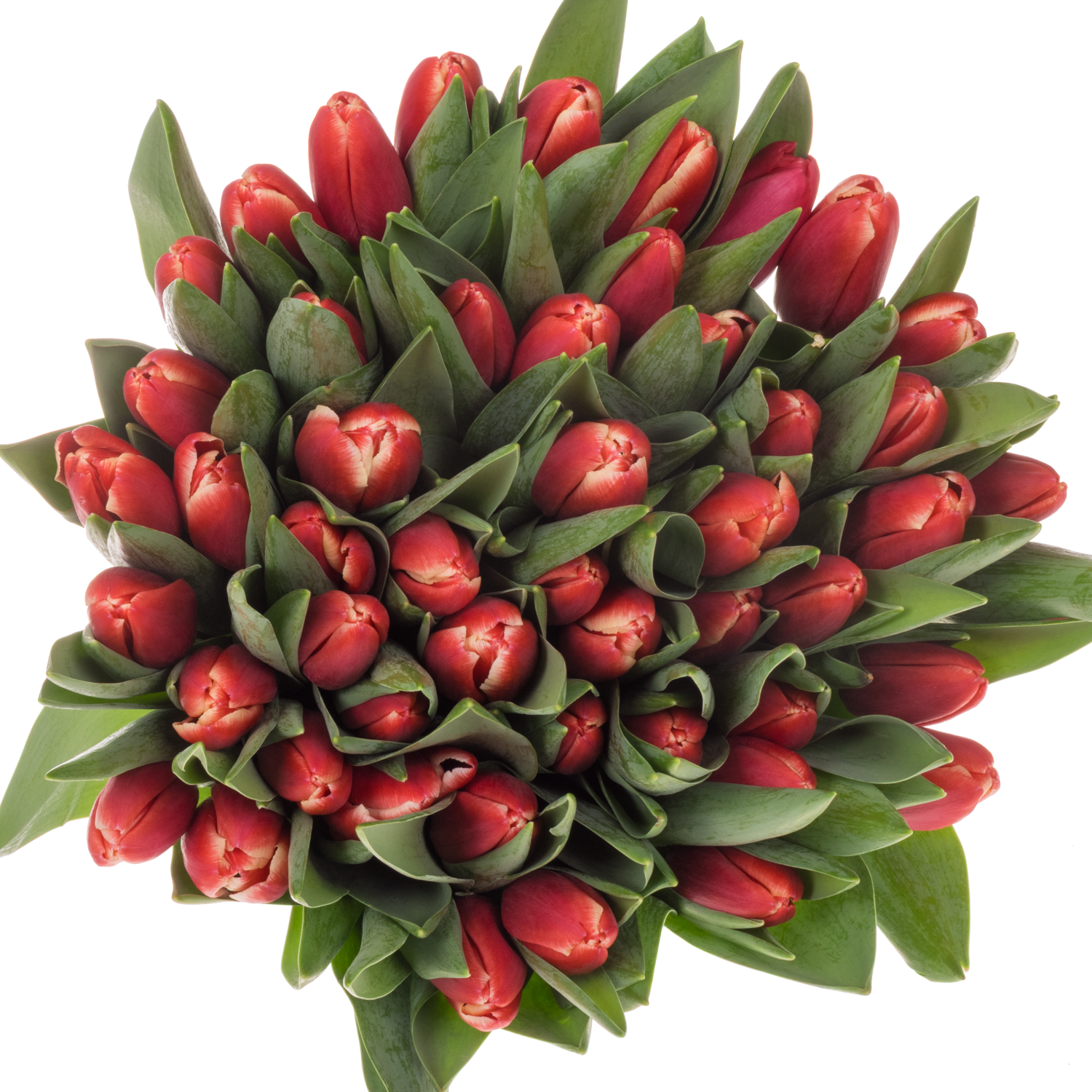 Tulpe rot/creme Kung Fu 36 Gramm