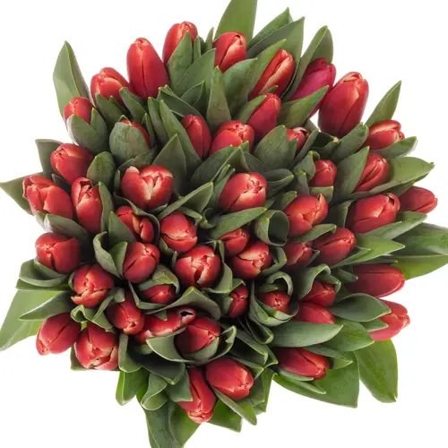 Tulpe rot/creme Kung Fu 36 Gramm