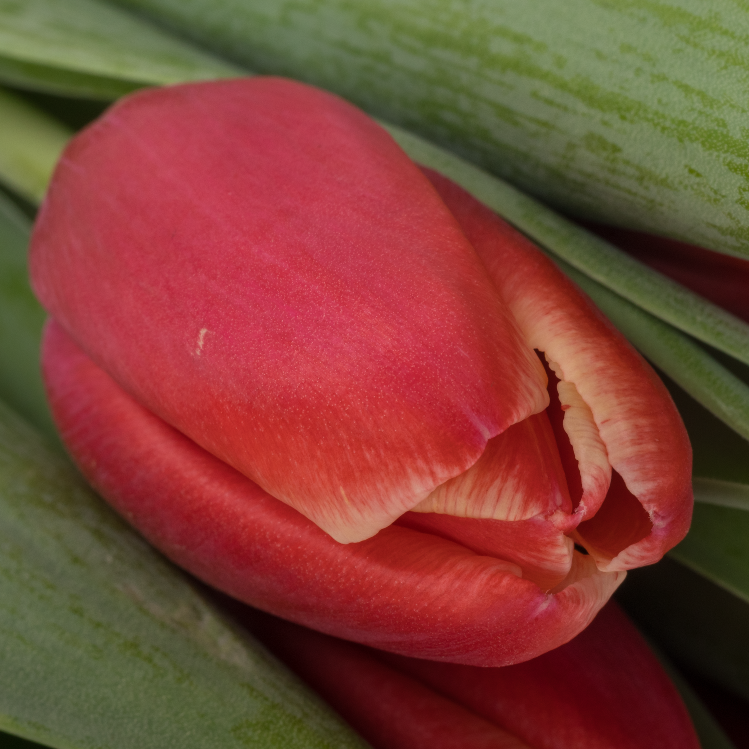 Tulpe rot/creme Kung Fu 36 Gramm