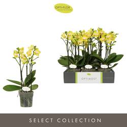 Phal. 3-R gelb midiflora T12 H040