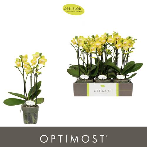 Phal.3-R gelb Optimost T12 H040