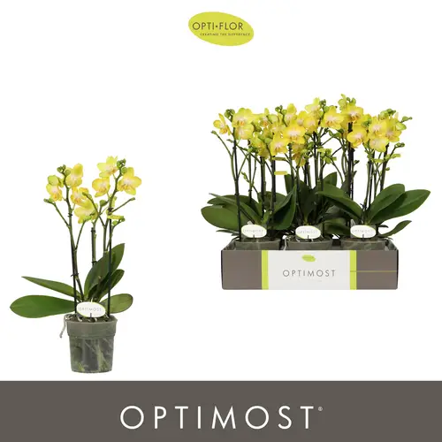 Phal.3-R gelb Optimost T12 H040