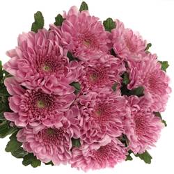 Chrys.Deko rosa Ksenia 80 Gramm