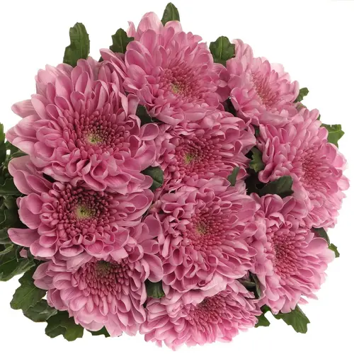 Chrys.Deko rosa Ksenia 80 Gramm