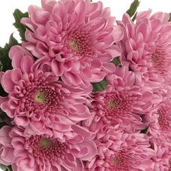 Chrys.Deko rosa Ksenia 80 Gramm