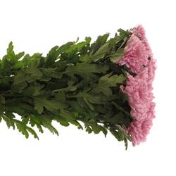 Chrys.Deko rosa Ksenia 80 Gramm