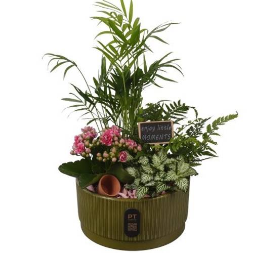 Chamaed.Arr PTIB5125 T19 H038