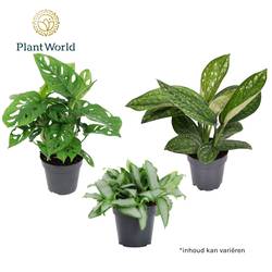 Botanical mix T12 H25