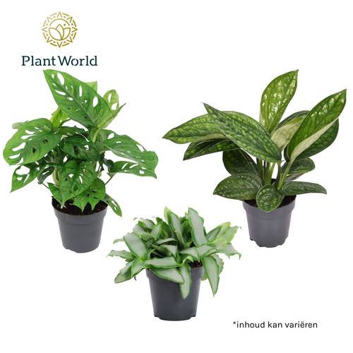 Botanical mix T12 H25